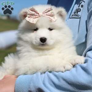 Millie, Samoyed Puppy